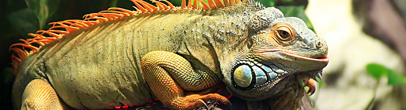 buy iguanas in Bradenton, FL