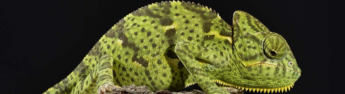 buy iguanas in deerfield beach, FL