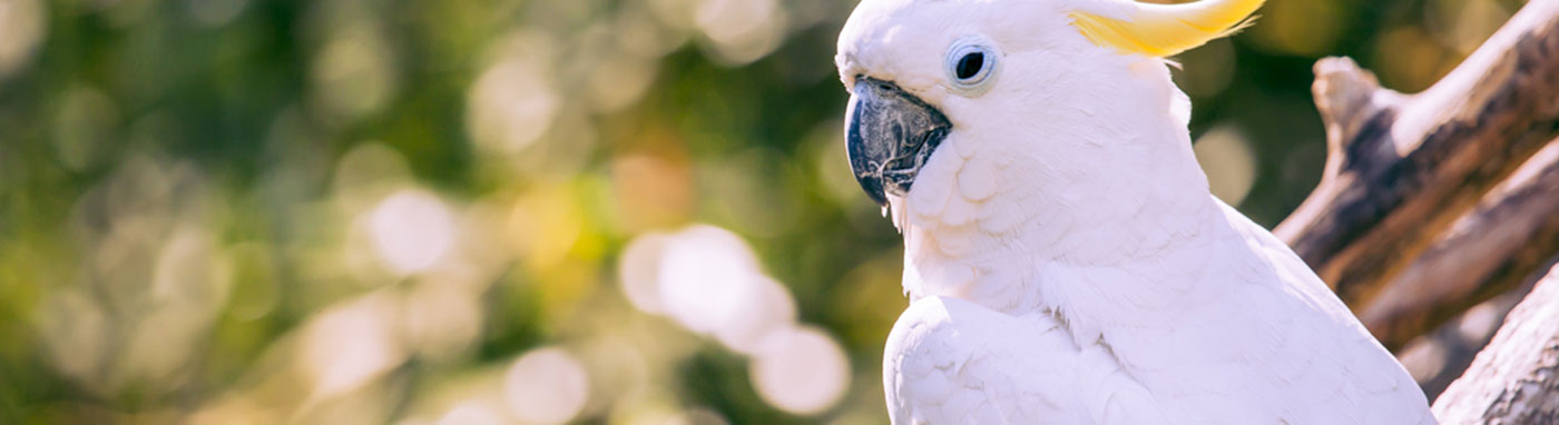 buy birds in Bradenton, FL