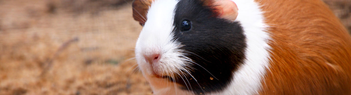 buy small animals in Bradenton, FL