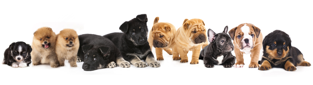 petland pets