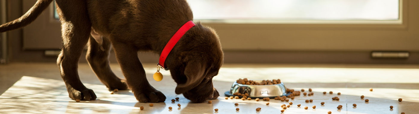 petland pet food