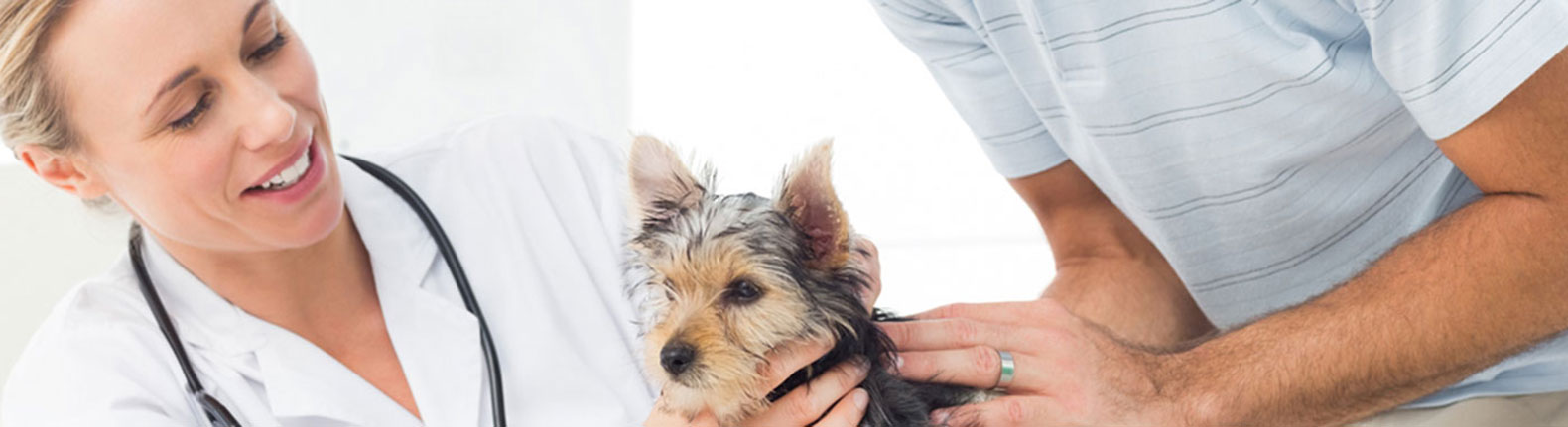 Puppies care