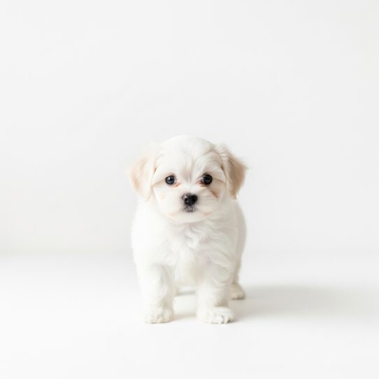 Maltipoo Puppy