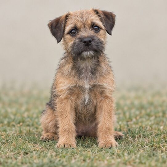 Border-Terrier