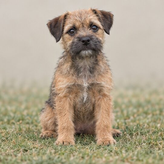 Border-Terrier