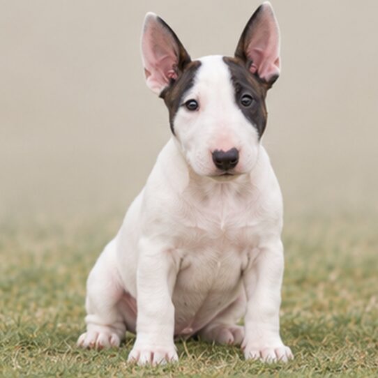 Bull-Terrier