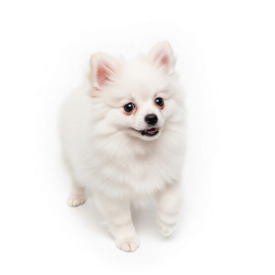 Pomeranian Puppy