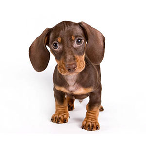 Dachshund