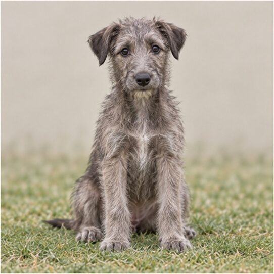 scottish-deerhound