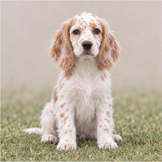 English-Setter