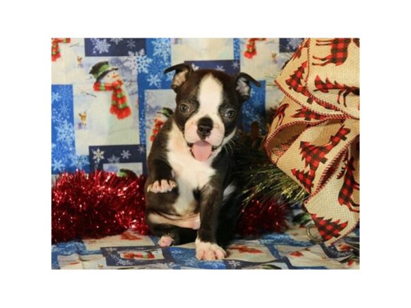 Boston Terrier DOG Female 15133 Petland Bradenton, Florida