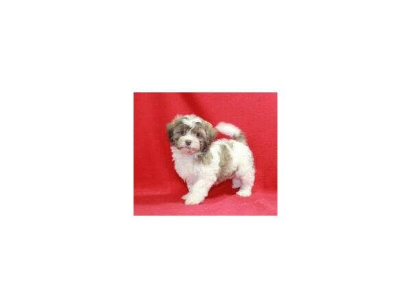 Teddy Bear DOG Male Sable/White 15193 Petland Bradenton, Florida