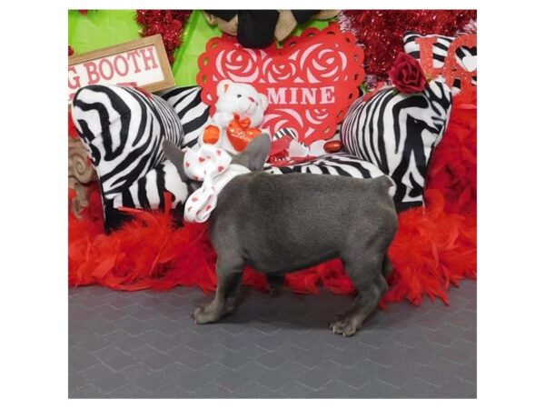 French Bulldog DOG Female Blue 15201 Petland Bradenton, Florida