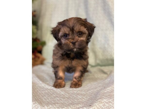 Yorkshire Terrier/Teddy Bear DOG Male Red Sable 15235 Petland Bradenton, Florida