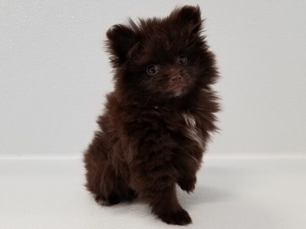 Pomeranian DOG Female Chocolate 15237 Petland Bradenton, Florida