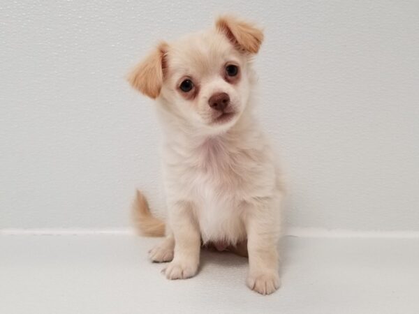 Chihuahua DOG Male Cream 15262 Petland Bradenton, Florida