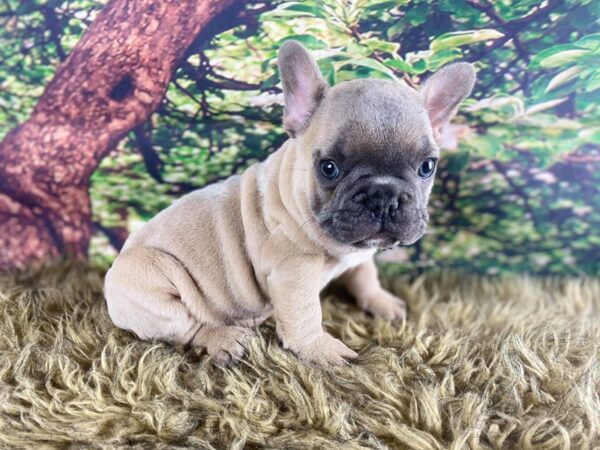 French Bulldog DOG Male Blue Fawn 15283 Petland Bradenton, Florida