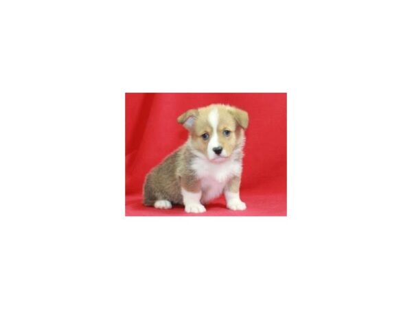 Pembroke Welsh Corgi DOG Male Red/White 15284 Petland Bradenton, Florida