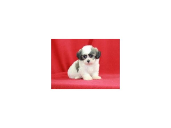 Teddy Bear DOG Male Sable/White 15286 Petland Bradenton, Florida