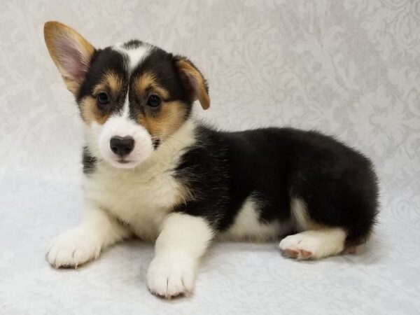 Pembroke Welsh Corgi DOG Female Tri Color 15297 Petland Bradenton, Florida