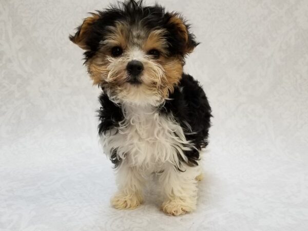 Yorkshire Terrier DOG Male Parti 15305 Petland Bradenton, Florida