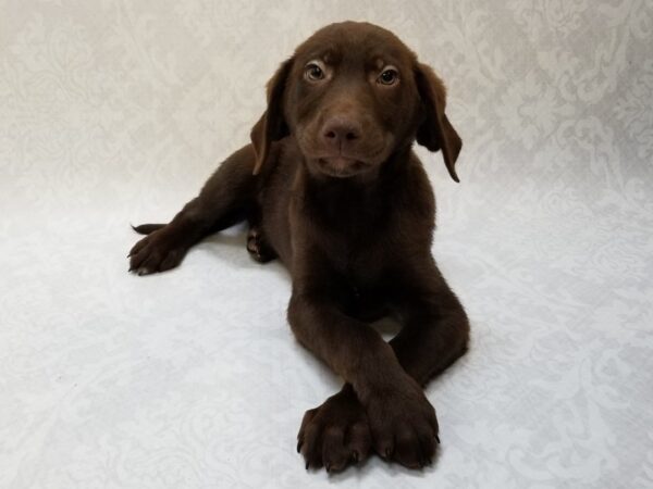 Labrador Retriever DOG Male Chocolate 15307 Petland Bradenton, Florida