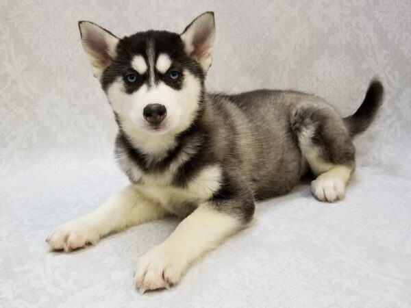 Siberian Husky DOG Female Black/White 15310 Petland Bradenton, Florida