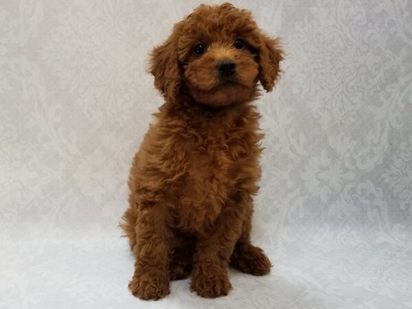 F1B Mini Goldendoodle DOG Female Red 15343 Petland Bradenton, Florida