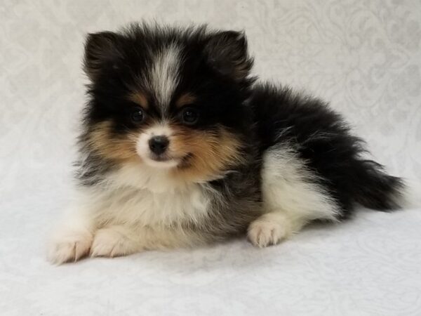 Pomeranian DOG Male Blue Merle/Tan 15335 Petland Bradenton, Florida