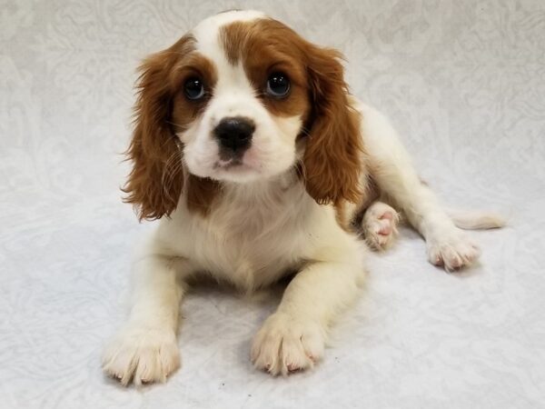 Cavalier King Charles Spaniel DOG Female Blenheim 15378 Petland Bradenton, Florida