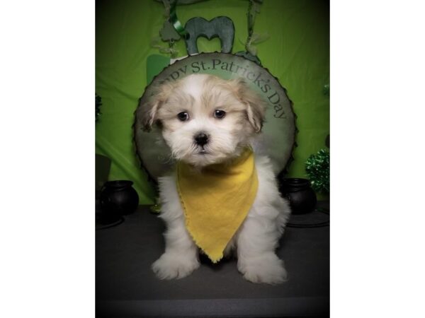 Teddy Bear DOG Male Gold / White 15386 Petland Bradenton, Florida