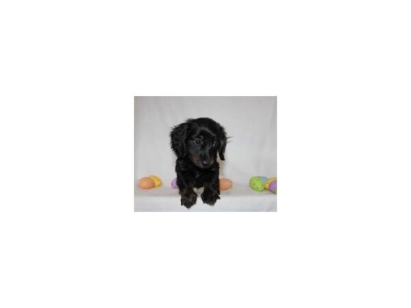 Dachshund DOG Female Black/Tan L.H 15389 Petland Bradenton, Florida