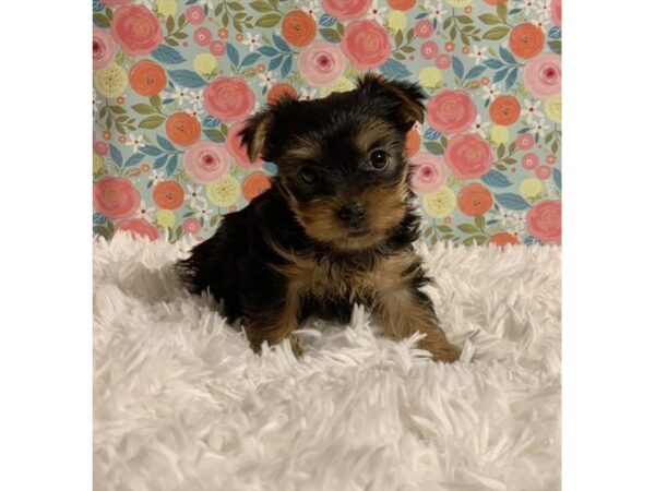 Yorkshire Terrier DOG Female Black / Gold 15406 Petland Bradenton, Florida