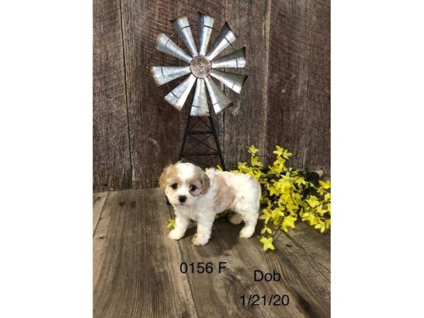 Cavachon DOG Female White / Apricot 15404 Petland Bradenton, Florida