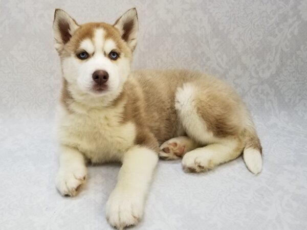 Siberian Husky DOG Male Red/White 15411 Petland Bradenton, Florida