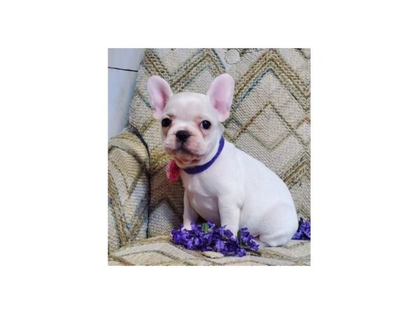 French Bulldog DOG Female Cream 15416 Petland Bradenton, Florida