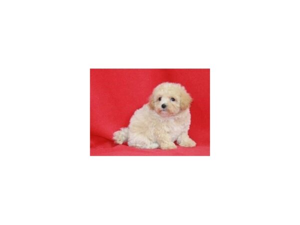 Maltipoo DOG Male Apricot 15419 Petland Bradenton, Florida