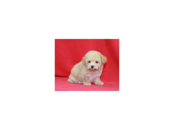 Maltipoo DOG Female Apricot 15420 Petland Bradenton, Florida