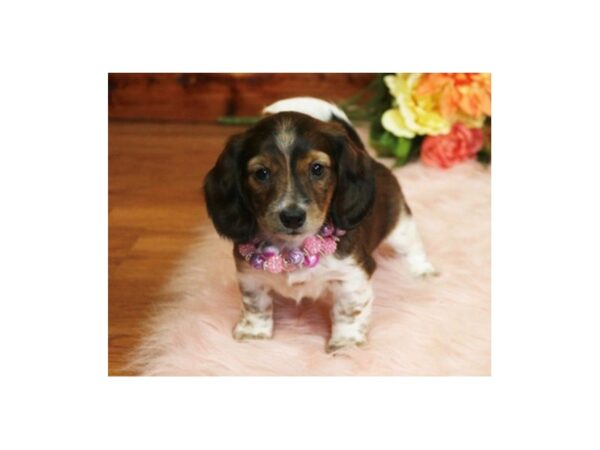 Dachshund DOG Female Red/White 15429 Petland Bradenton, Florida