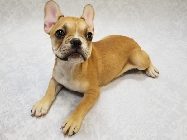 French Bulldog DOG Female Fawn/White 15433 Petland Bradenton, Florida