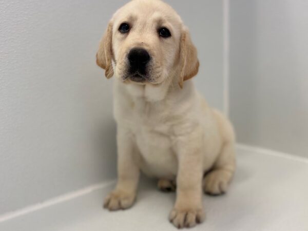 Labrador Retriever DOG Male Yellow 15446 Petland Bradenton, Florida