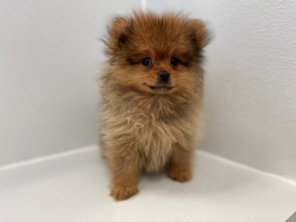 Pomeranian DOG Male Red Sable 15450 Petland Bradenton, Florida