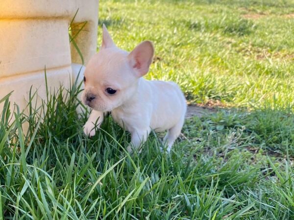 French Bulldog DOG Male Cream 15469 Petland Bradenton, Florida