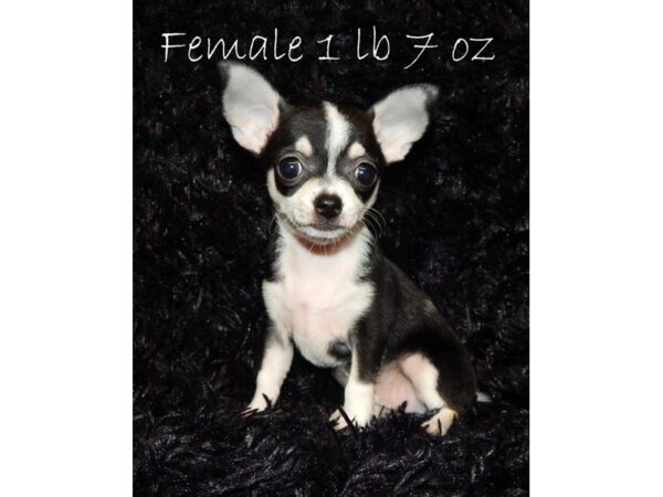 Chihuahua DOG Female Black/White/Tan 15517 Petland Bradenton, Florida