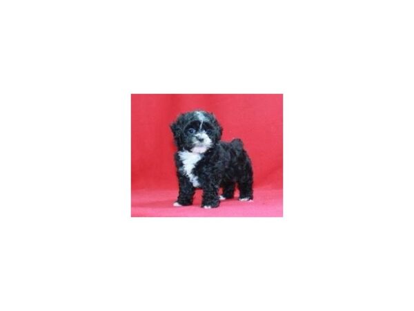 Shihpoo DOG Male Black/White 15537 Petland Bradenton, Florida