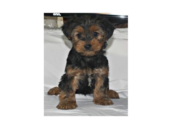 Yorkshire Terrier DOG Female Black/Tan 15631 Petland Bradenton, Florida