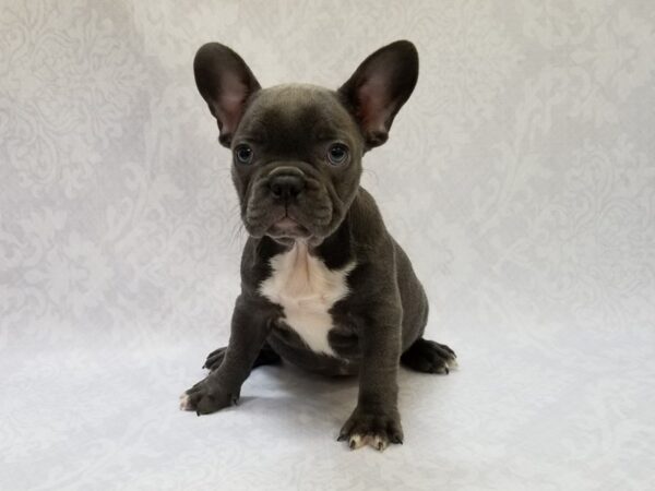 French Bulldog DOG Female Blue 15675 Petland Bradenton, Florida