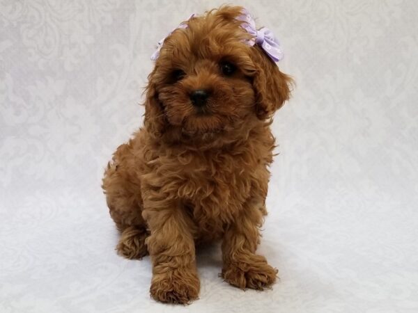 Cavapoo DOG Female Red 15705 Petland Bradenton, Florida