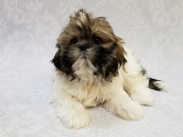 Shih Tzu DOG Male Brown/White 15742 Petland Bradenton, Florida